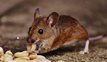 pest-proofing-and-structural-hardening Experts in Helmetta